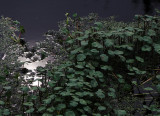 Water Flora
