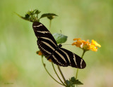 Zebra Longwing