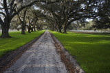 Live Oak Canopy