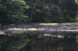 Bladderwort On Combahee Swamp