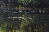 Bladderwort on Combahee Swamp 2