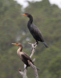 Anhinga Breeding Pair