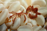 Orang-utan crab or Hairy spider crab