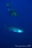 Diver and tuna fish