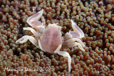 Anemone crab