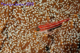 Neon triplefin