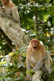 Proboscis monkeys