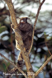 Common marmoset