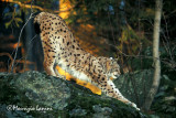 Lynx at sunset