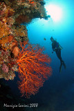 Sea fan