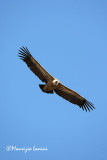 Griffon vulture