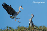 Aironi cenerini , Grey Herons