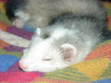isaac 112605a.jpg
