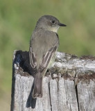 Eastern Phoebe