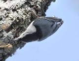 White-breasted Nuthatch