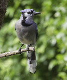 Blue Jay