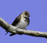 Northern Rough-winged Swallow