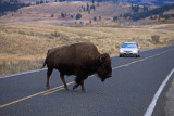 Roosevelt Country, bison at Lamar Valley