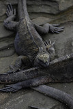 Marine iguanas, Egas Port, Santiago Island
