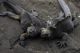 Marine iguanas, Egas Port, Santiago Island