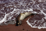 Sea lion, Rabida Island
