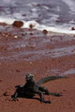 Marine iguana, Rabida Island