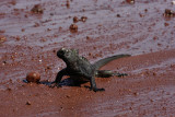 Marine iguana, Rabida Island