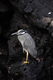 Yellow-Crowned Night Heron, Rabida Island