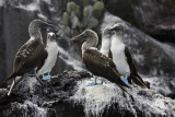 Blue-footed booby, Rabida Island