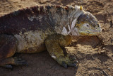 Land Iguana, Santa Cruz Island