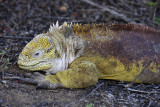 Land Iguana, Santa Cruz Island