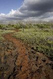 Trail to Dragon Hill, Santa Cruz Island