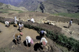 Working the fields