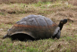 Giant Tortoise, Santa Rosa Farm, Santa Cruz Island