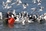 Pelican feeding at Kingscote Wharf