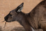 Kangaroo at Western K I Caravan Park