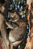 Koala at Flinders Chase N P
