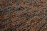 Flight over the Park