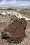 Giant Logs Trail