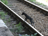 Station puppy crossing tracks in Bulgaria