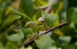 Brown-throated Sunbird (female)