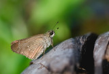 Little Branded Swift