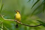 Olive-backed Sunbird (female)