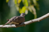 Spotted Dove