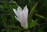 Star-Magnolia.jpg