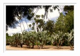 Dessert Trees