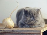 Cat + Tuber