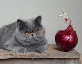 Cat + Red Onion