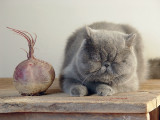 Cat + Red Beet