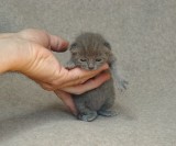 Kitten Baby Pang